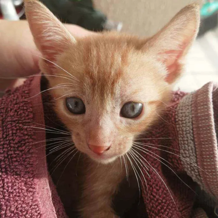 Gato ra a SRD idade Abaixo de 2 meses nome Laranjinha
