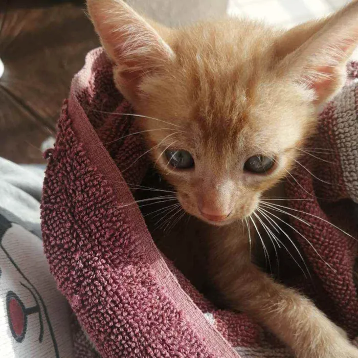 Gato ra a SRD idade Abaixo de 2 meses nome Laranjinha