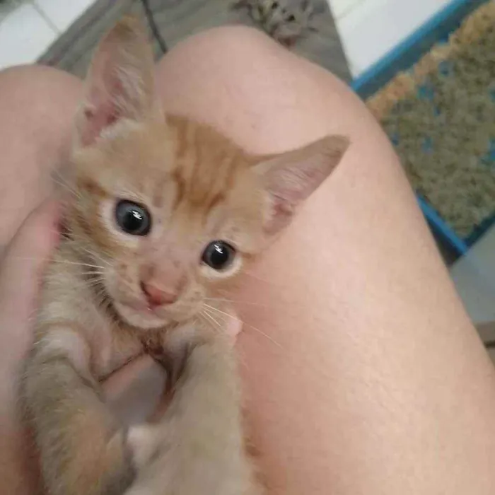 Gato ra a SRD idade Abaixo de 2 meses nome Laranjinha