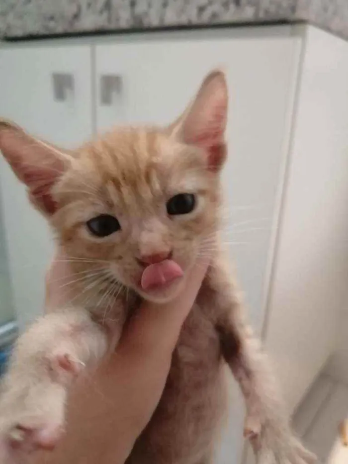 Gato ra a SRD idade Abaixo de 2 meses nome Laranjinha