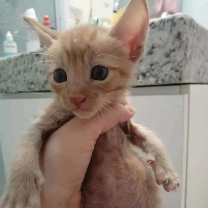 Gato ra a SRD idade Abaixo de 2 meses nome Laranjinha