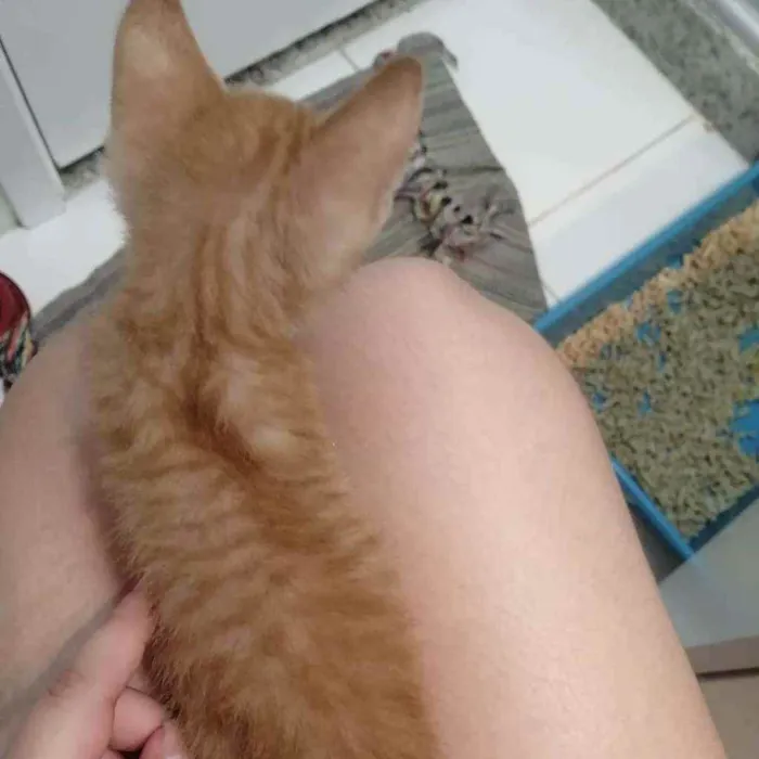 Gato ra a SRD idade Abaixo de 2 meses nome Laranjinha