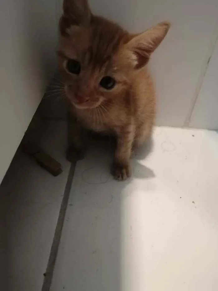 Gato ra a SRD idade Abaixo de 2 meses nome Laranjinha
