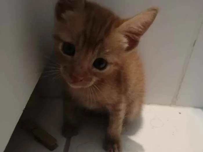 Gato ra a SRD idade Abaixo de 2 meses nome Laranjinha