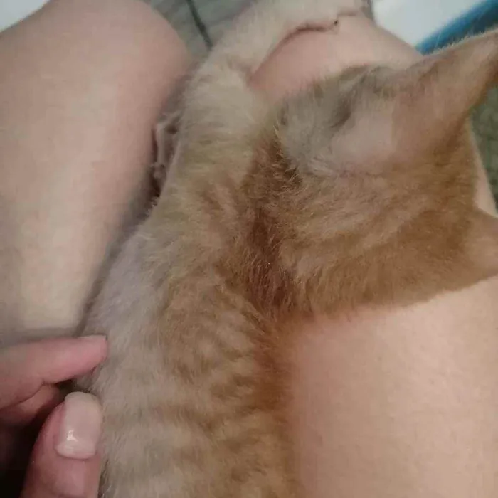 Gato ra a SRD idade Abaixo de 2 meses nome Laranjinha