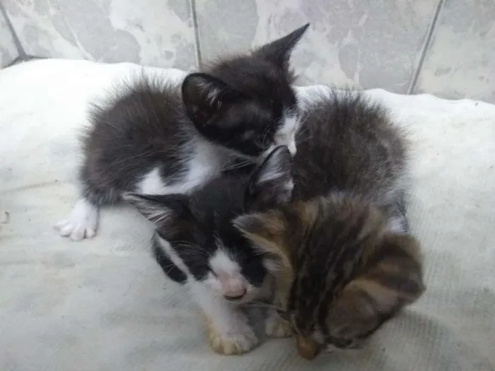 Gato ra a SRD-ViraLata idade Abaixo de 2 meses nome TRIO DE GATOS