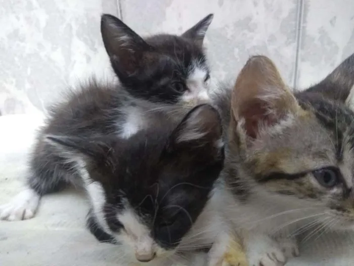 Gato ra a SRD-ViraLata idade Abaixo de 2 meses nome TRIO DE GATOS