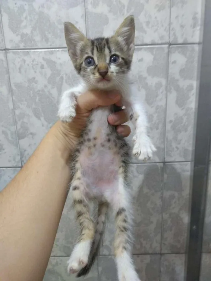 Gato ra a SRD-ViraLata idade Abaixo de 2 meses nome TRIO DE GATOS