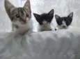 TRIO DE GATOS