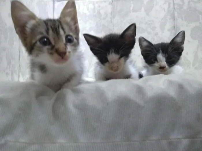 Gato ra a SRD-ViraLata idade Abaixo de 2 meses nome TRIO DE GATOS