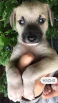 Cachorro raça Sem Raça Definida idade Abaixo de 2 meses nome Sem nome