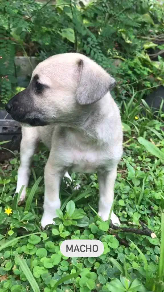 Cachorro raça Sem Raça Definida idade Abaixo de 2 meses nome Sem nome