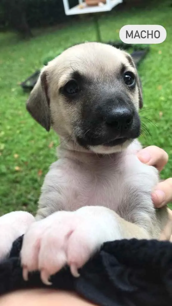 Cachorro raça Sem Raça Definida idade Abaixo de 2 meses nome Sem nome