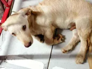 Cachorro raça SRD idade 2 a 6 meses nome Totó