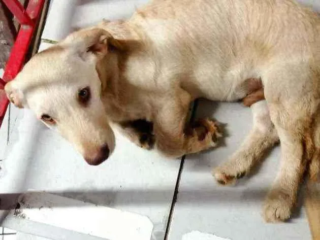 Cachorro raça SRD idade 2 a 6 meses nome Totó