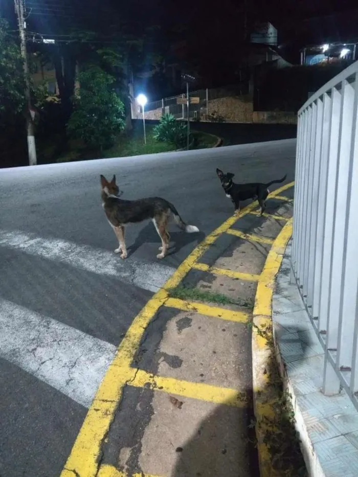 Cachorro raça SRD-ViraLata idade 1 ano nome POLLY E LUCKY