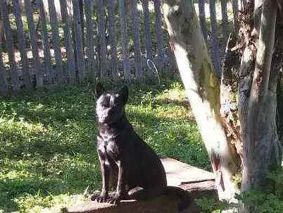 Cachorro ra a SRD com chow chow idade 5 anos nome Luna