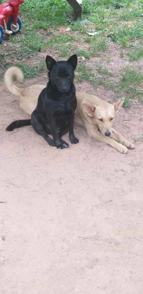 Cachorro ra a SRD com chow chow idade 5 anos nome Luna