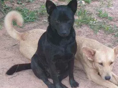 Cachorro ra a SRD com chow chow idade 5 anos nome Luna