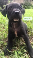 Cachorro raça Sem Raça Definida idade Abaixo de 2 meses nome Sem nome