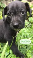Cachorro raça Sem Raça Definida idade Abaixo de 2 meses nome Sem nome