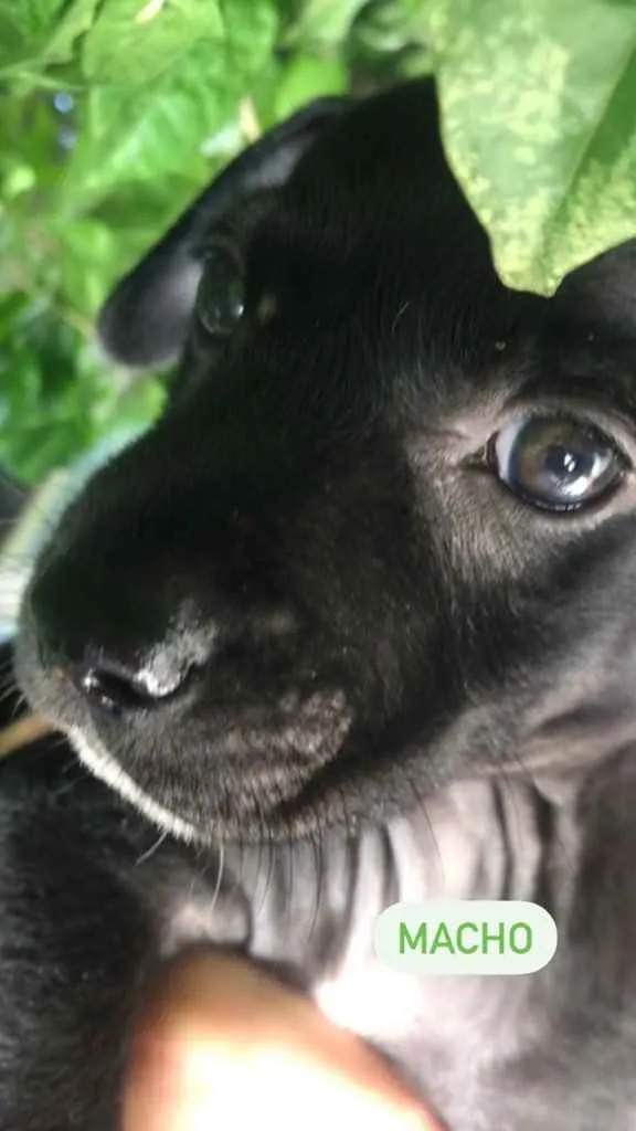 Cachorro raça Sem Raça Definida idade Abaixo de 2 meses nome Sem nome