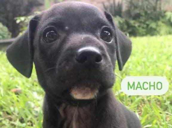 Cachorro raça Sem Raça Definida idade Abaixo de 2 meses nome Sem nome