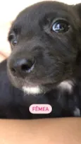 Cachorro raça Sem raça definida idade Abaixo de 2 meses nome Sem nome