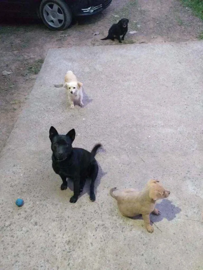 Cachorro ra a SRD com chow chow idade 5 anos nome Luna