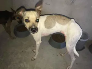 Cachorro raça Srd idade 7 a 11 meses nome Pintada castrada
