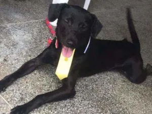 Cachorro raça Raciado idade 2 anos nome Zeus