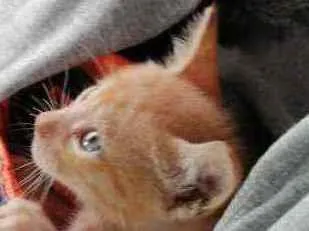 Gato ra a SRD idade Abaixo de 2 meses nome Laranjinha