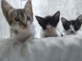 TRIO DE GATOS