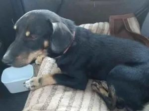 Cachorro raça SRD-ViraLata idade 1 ano nome POLLY E LUCKY