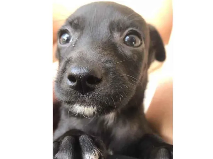 Cachorro raça Sem raça definida idade Abaixo de 2 meses nome Sem nome