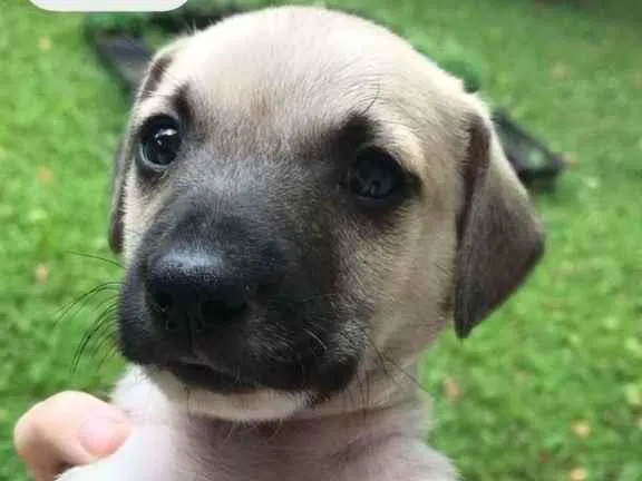 Cachorro raça Sem Raça Definida idade Abaixo de 2 meses nome Sem nome
