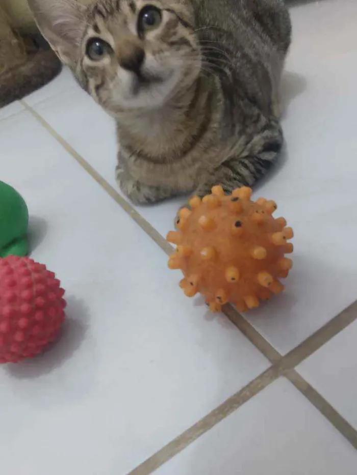 Gato raça Srd idade 2 a 6 meses nome Bastet 