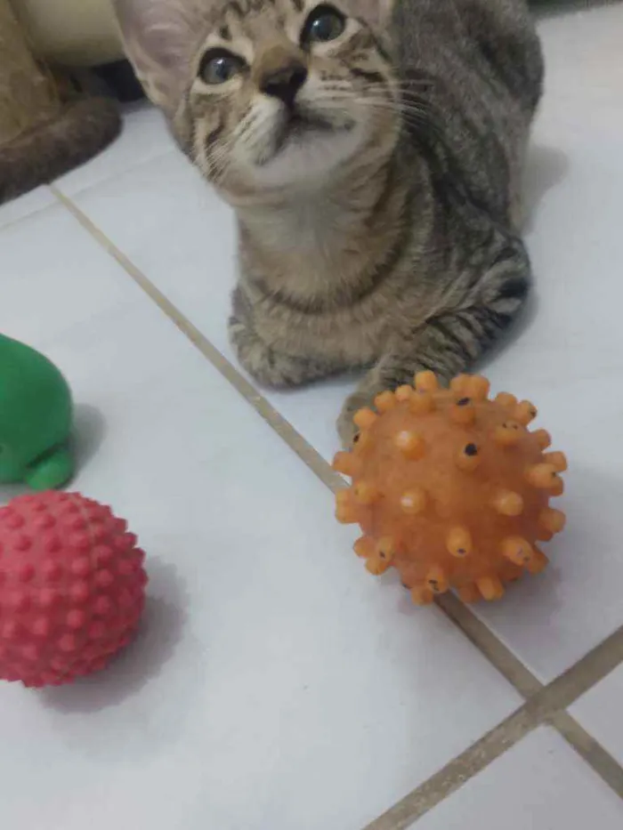 Gato raça Srd idade 2 a 6 meses nome Bastet 