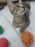 Bastet 