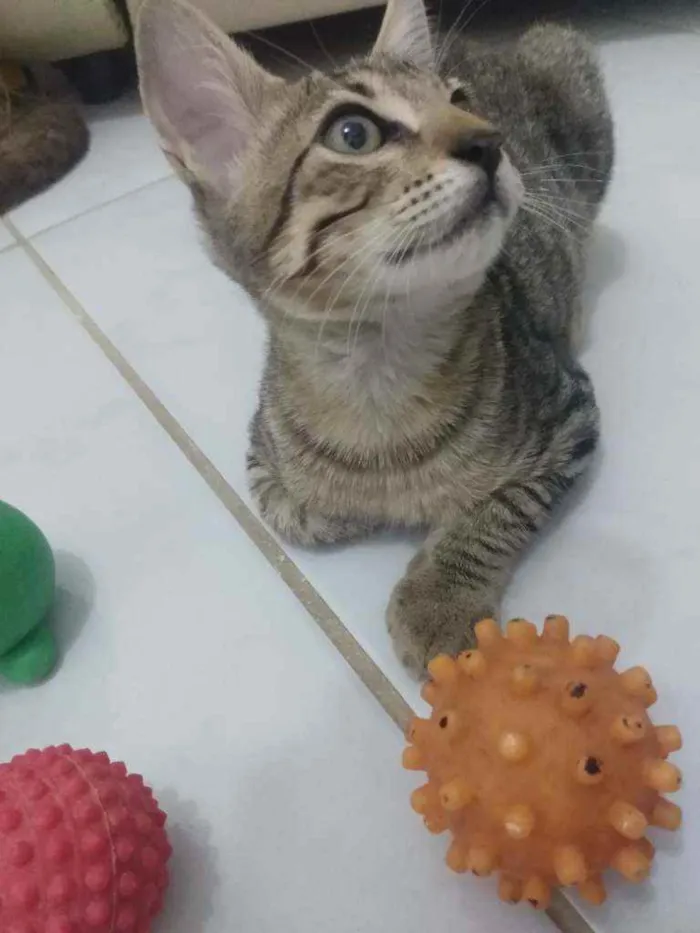 Gato raça Srd idade 2 a 6 meses nome Bastet 