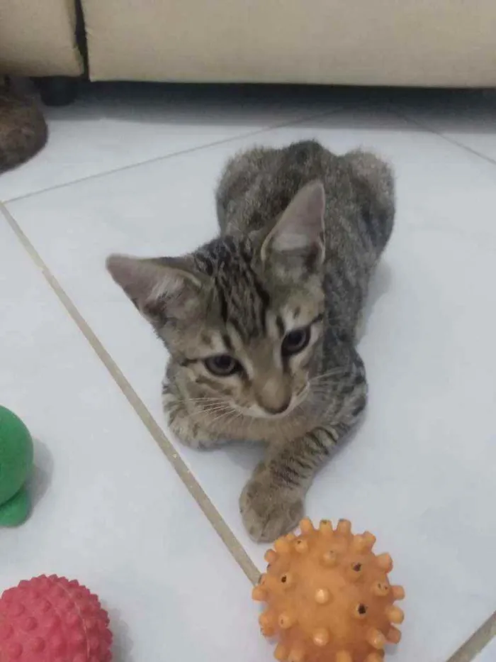 Gato raça Srd idade 2 a 6 meses nome Bastet 