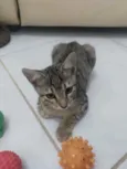 Bastet 