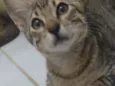 Bastet 