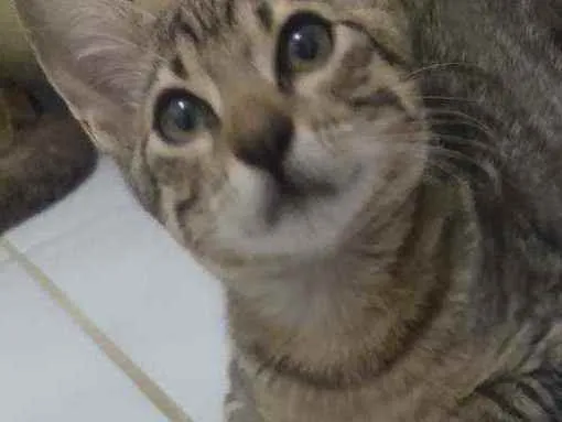 Gato raça Srd idade 2 a 6 meses nome Bastet 