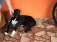 Cachorro raça SRD-ViraLata idade 2 a 6 meses nome NEMO