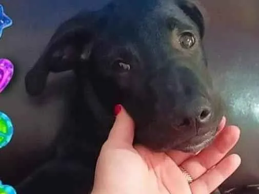 Cachorro raça SRD-ViraLata idade 2 a 6 meses nome NEMO