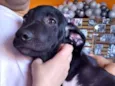Cachorro raça SRD-ViraLata idade 2 a 6 meses nome NEMO