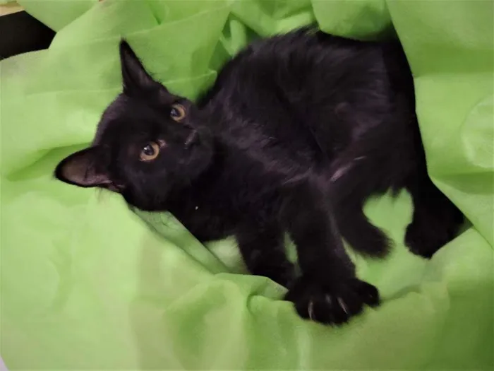 Gato ra a SRD-ViraLata idade 2 a 6 meses nome Shiva