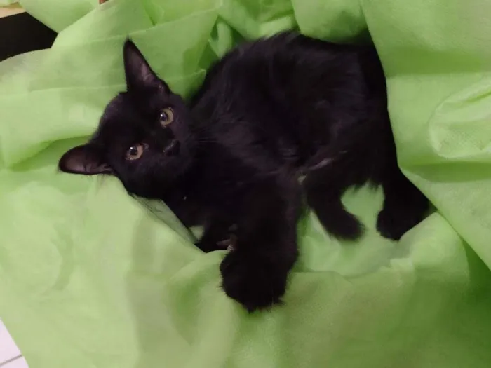 Gato ra a SRD-ViraLata idade 2 a 6 meses nome Shiva