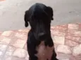 Cachorro raça SRD-ViraLata idade 2 a 6 meses nome NEMO